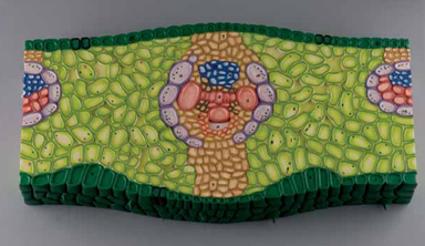 Dicot Herbaceous Stem Section (Heliantus annus)